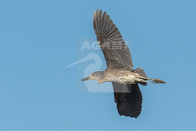 Yellow-crowned Night-Heron, Nyctanassa violacea, in the USA. Immature in flight. stock-image by Agami/Steve Howell,