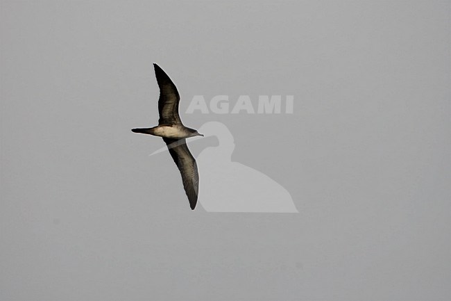 Wigstaartpijlstormvogel in flight; Wedge-tailed Shearwater in fligh stock-image by Agami/Martijn Verdoes,