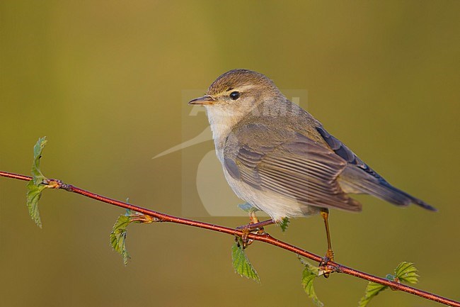 Willow Warbler - Fitis - Phylloscopus trochilus ssp. trochilus, Germany stock-image by Agami/Ralph Martin,