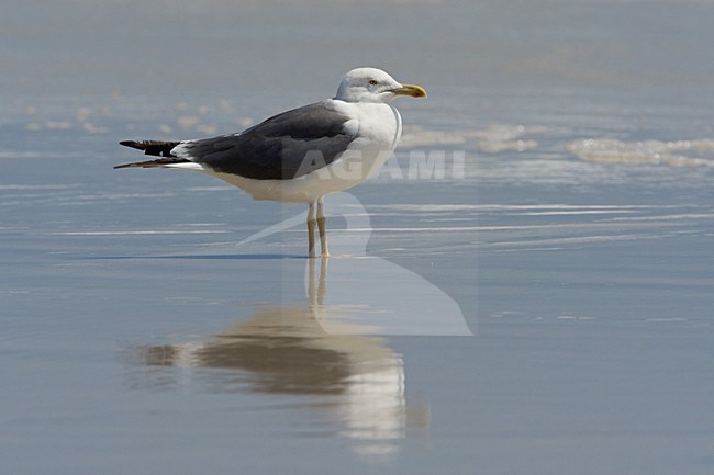 Heuglinsmeeuw op het strand; Heuglin's Gull on the beach stock-image by Agami/Daniele Occhiato,