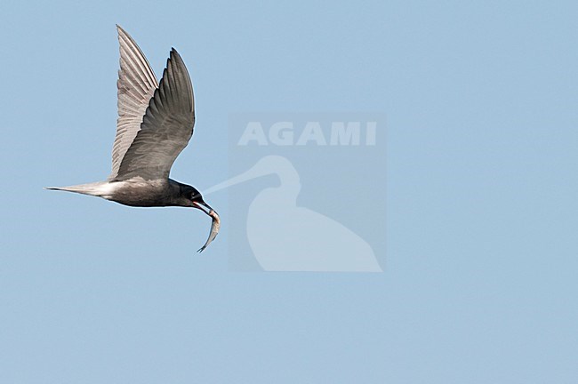 Zwarte Stern met visje in de vlucht; Black Tern with fish in flight stock-image by Agami/Han Bouwmeester,