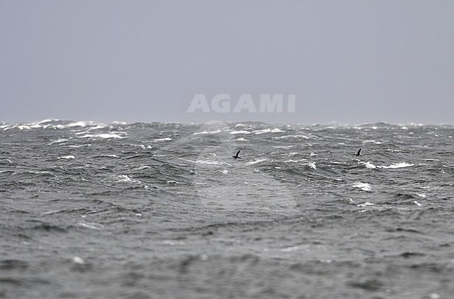 Razorbill, Alca torda, at Halland, Sweden stock-image by Agami/Helge Sorensen,