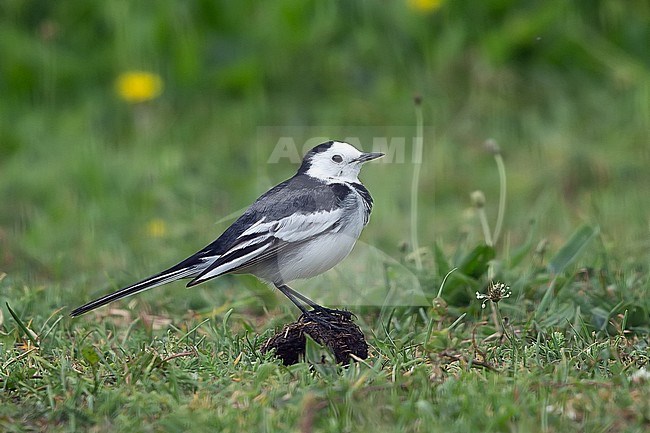 Possible first-summer female Amur Wagtail (Motacilla leucopsis) in the Netherlands, which would be a first record for the Netherlands. Or just an aberrant Pied Wagtail? stock-image by Agami/Kris de Rouck,