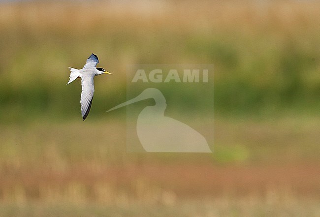 Vliegende volwassen Dwergstern; Flying adult Little Tern (Sternula albifrons) stock-image by Agami/Marc Guyt,