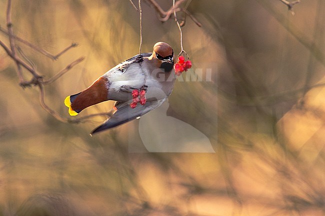 Pestvogel, Bohemian Waxwing stock-image by Agami/Wil Leurs,