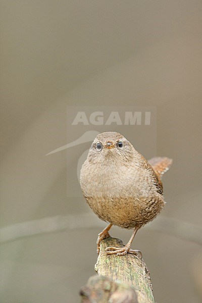 Northern Wren - Zaunkönig - Troglodytes troglodytes ssp. troglodytes, Germany, adult stock-image by Agami/Ralph Martin,