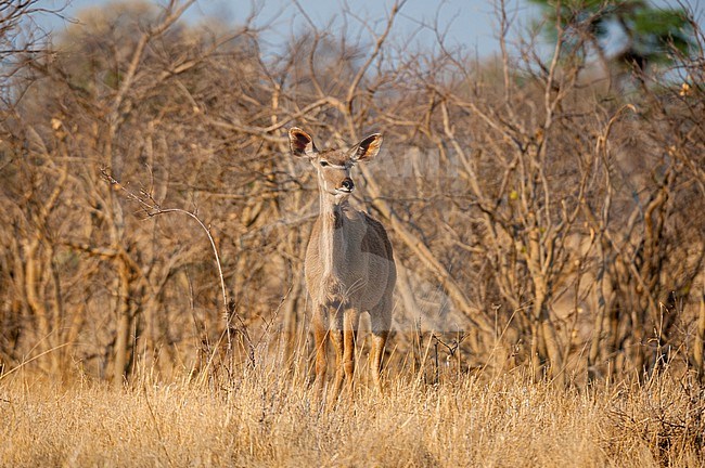 A female greater kudu, Tragelaphus strepsiceros, in a landscape of leaf-less trees and brown grass. Okavango Delta, Botswana. stock-image by Agami/Sergio Pitamitz,