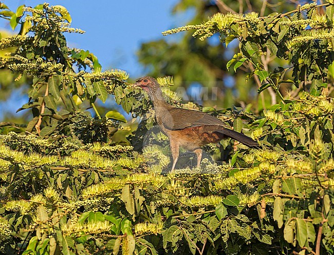 Chaco Chachalaca, Ortalis canicollis pantanalensis perched in a tree in the Pantanal, Brazil stock-image by Agami/Andy & Gill Swash ,