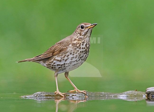 Song Thrush standing near water; Zanglijster staand nabij water stock-image by Agami/Markus Varesvuo,