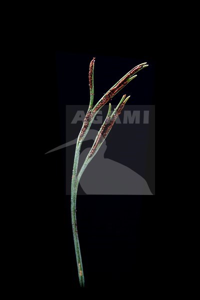 Forked spleenwort, Asplenium septentrionale stock-image by Agami/Wil Leurs,