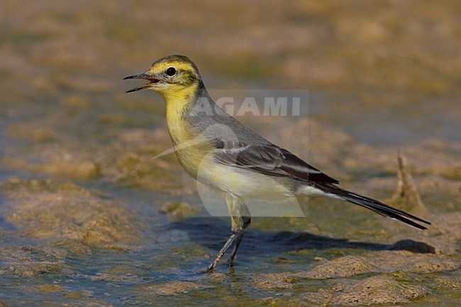 Onvolwassen mannetje Citroenkwikstaart; Immature male Citrine Wagtail stock-image by Agami/Daniele Occhiato,