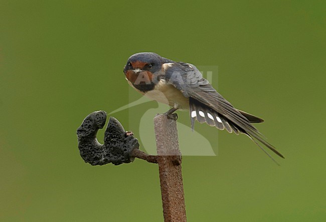 Barn Swallow adult perched; Boerenzwaluw volwassen zittend stock-image by Agami/Hans Gebuis,