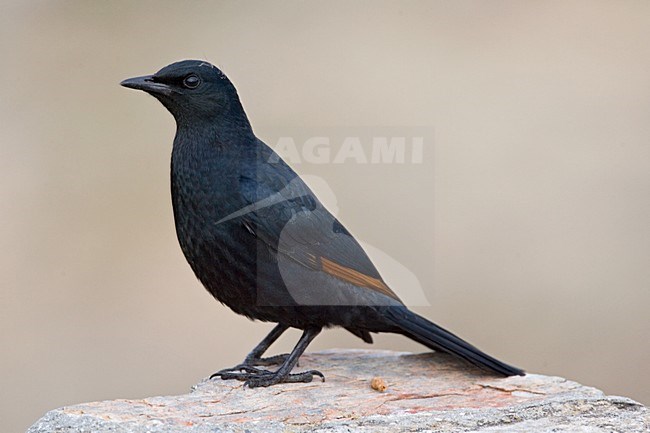 Roodvleugelspreeuw zittend op een rots; African Red-winged Starling perched on a rock stock-image by Agami/Marc Guyt,