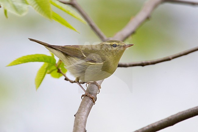 Groene Fitis op een tak; Green Warbler perched on a branch stock-image by Agami/Daniele Occhiato,