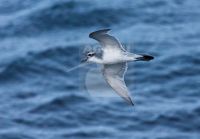 Antarctische Prion vliegend boven zee; Antarctic Prion flying over the sea stock-image by Agami/Marc Guyt,