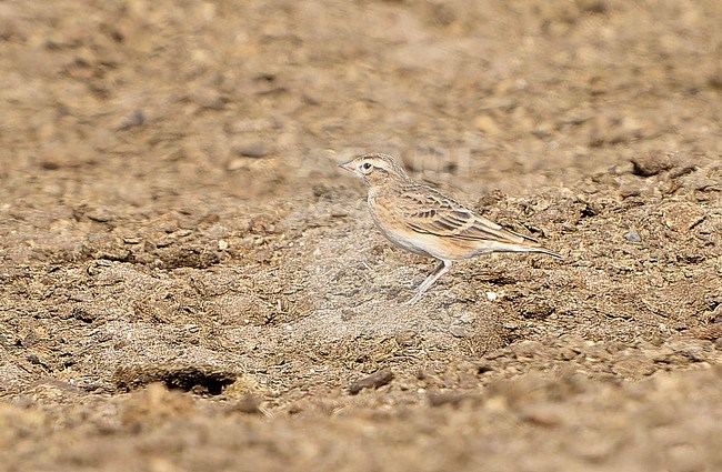 Mongolian Short-toed Lark, Calandrella dukhunensis, during autumn migration in Mongolia. Standing on the ground. stock-image by Agami/Dani Lopez-Velasco,