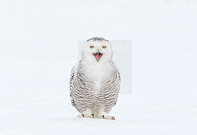 Eerste winter Sneeuwuil zittend in de sneeuw; First winter Snowy owl perched in snow stock-image by Agami/Markus Varesvuo,