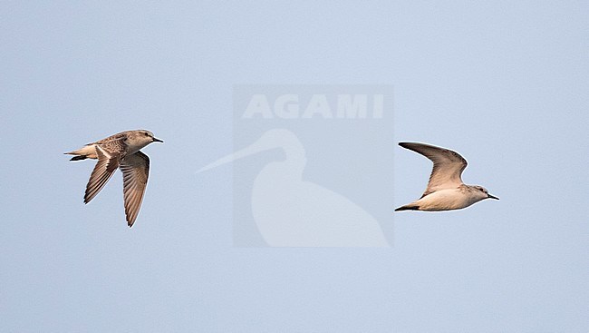 Two Red-necked Stints (Calidris ruficollis) in flight over Pak Thale salt pans and mud flats in Phetchaburi, Thailand. stock-image by Agami/Ian Davies,