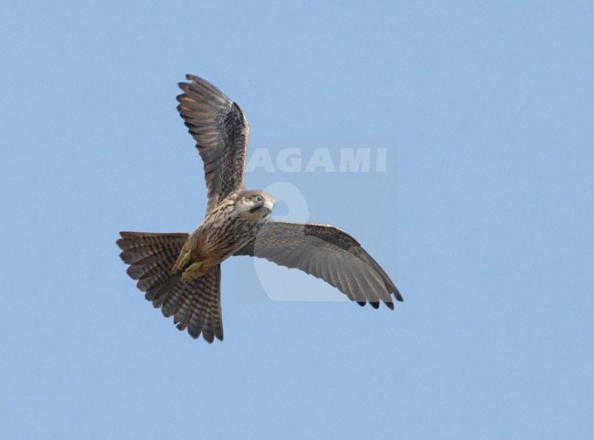 Eleonora's Valk in vlucht; Eleonora's Falcon (Falco eleonorae) stock-image by Agami/Mike Danzenbaker,