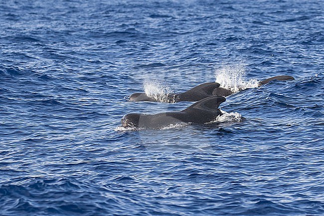 Short-finned pilot whale (Globicephala macrorhynchus) off Kauai island, Hawaii, United States. stock-image by Agami/Pete Morris,