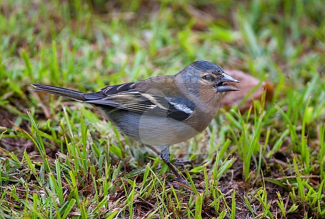 Azores Chaffinch (Fringilla coelebs moreletti) on Sao Miguel island, Azores, Portugal. stock-image by Agami/Marc Guyt,