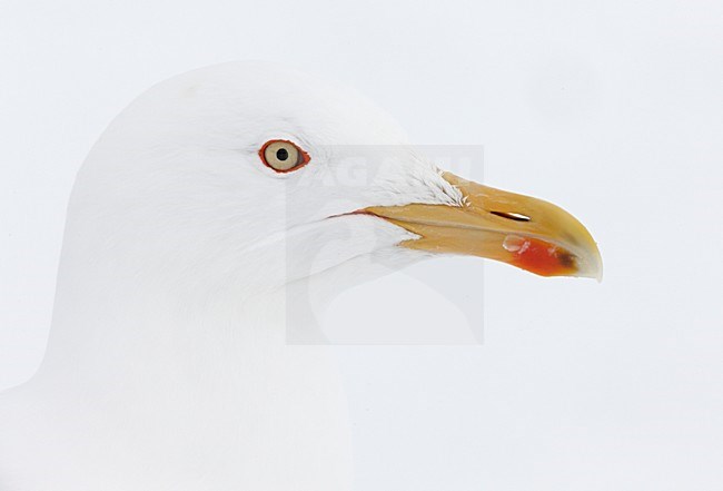 Zilvermeeuw close-up; European Herring Gull close up stock-image by Agami/Markus Varesvuo,