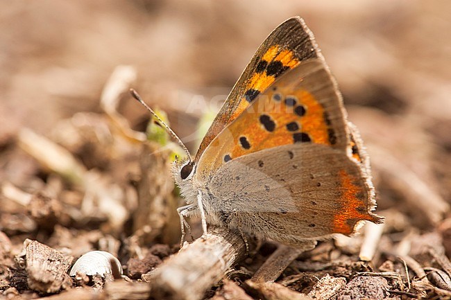 Kleine vuurvlinder / Small Copper (Lycaena phlaeas) stock-image by Agami/Wil Leurs,