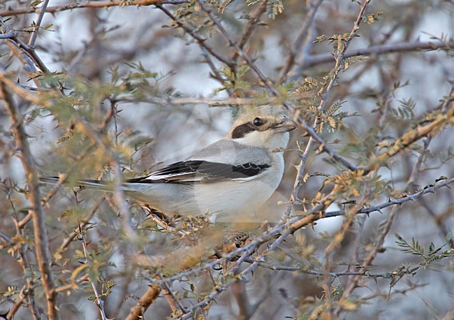 Steppeklapekster in zit; Steppe Grey Shrike perched stock-image by Agami/Markus Varesvuo,