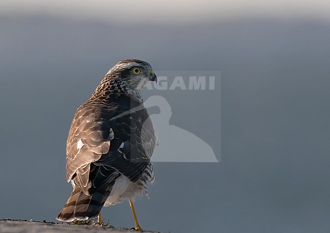 Eurasian Sparrowhawk (Accipiter nisus nisus), back view of juvenile bird standing on a rock against bluish background stock-image by Agami/Kari Eischer,