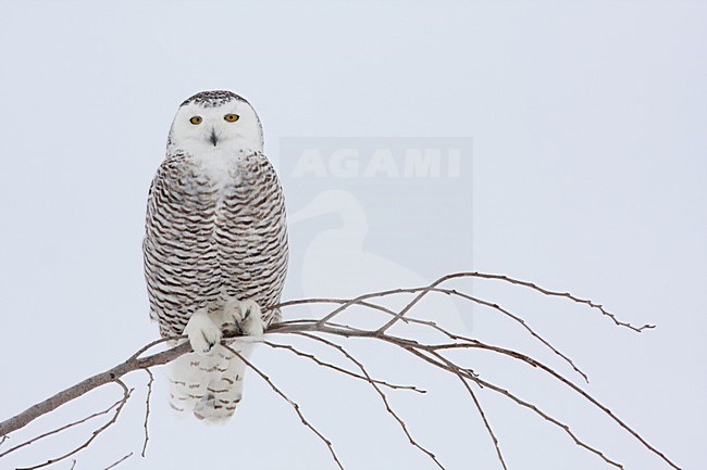 Sneeuwuil zittend op tak in sneeuw; Snowy Owl perched on branch in snow stock-image by Agami/Chris van Rijswijk,