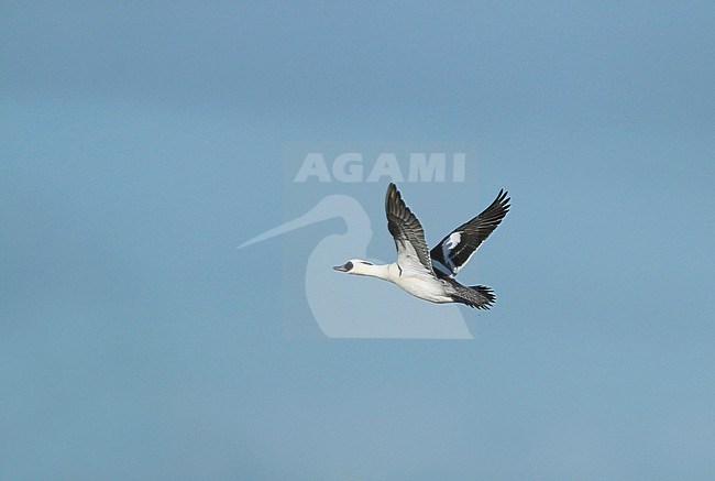 Smew (Mergellus albellus), adult male in flight, seen from the side, showing upper and under wing. stock-image by Agami/Fred Visscher,