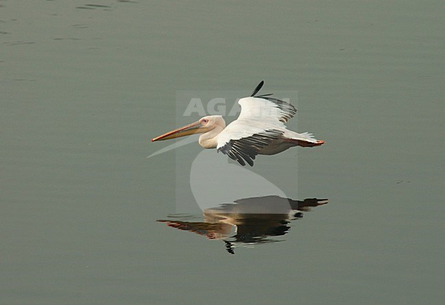 Great White Pelican flying; Roze Pelikaan vliegend stock-image by Agami/Marc Guyt,