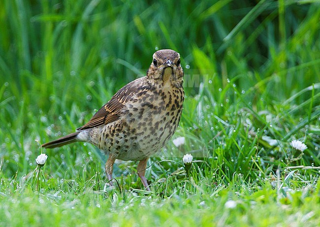 Juvenile Song Thrush (Turdus philomelos) feeding on a lawn in Katwijk in the Netherlands. Looking straight into the camera. stock-image by Agami/Marc Guyt,