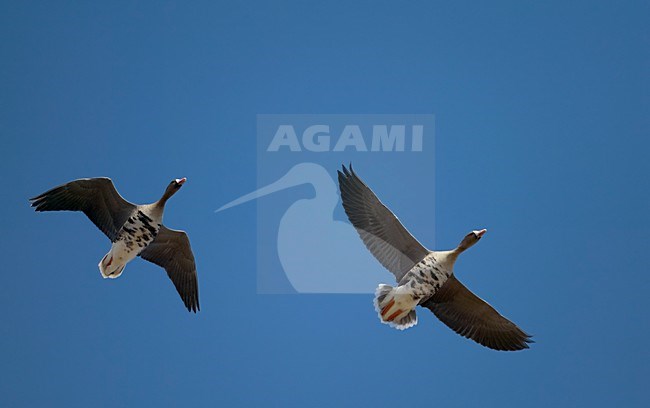 Kolganzen in de vlucht; Greater White-fronted Geese in flight stock-image by Agami/Markus Varesvuo,