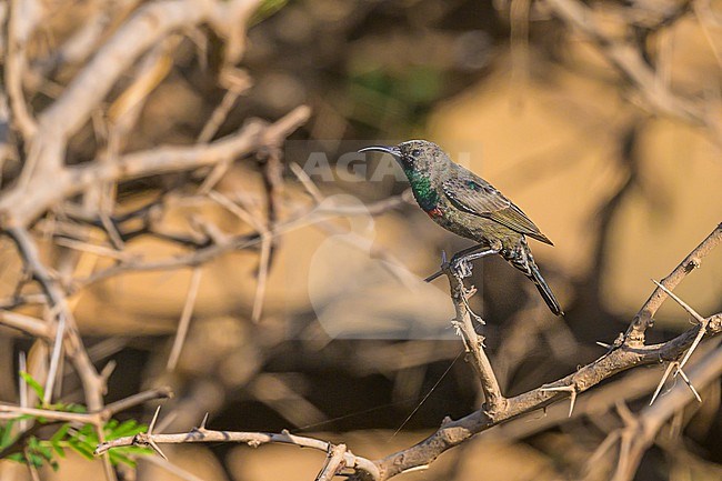 Immature male Shining sunbird (Cinnyris habessinicus) in Oman. stock-image by Agami/Sylvain Reyt,