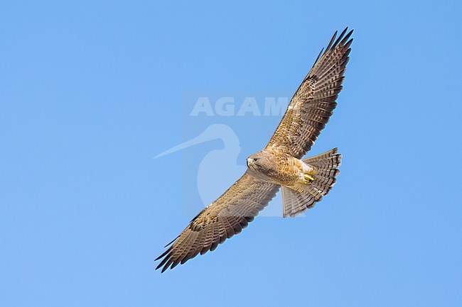 Adult (intermediate morph)
San Diego Co., CA
April 2023 stock-image by Agami/Brian E Small,