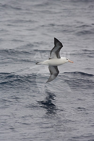 Adult Black-browed Albatross flying above open ocean; volwassen Wenkbrauwalbatros vliegend boven de oceaan stock-image by Agami/Marc Guyt,