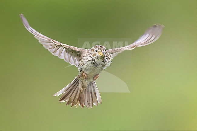 Corn Bunting, Emberiza calandra, in Italy. stock-image by Agami/Daniele Occhiato,