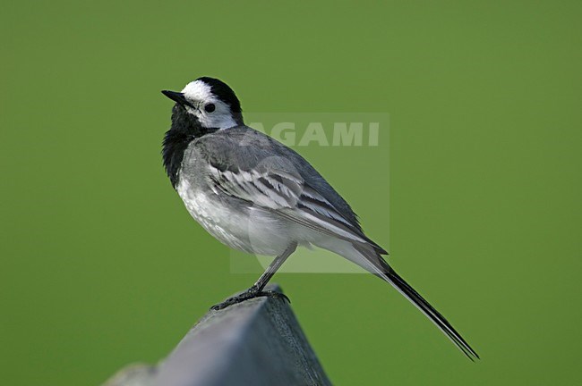 White Wagtail perched on wooden bench Netherlands, Witte Kwikstaart zittend op houten bank Nederland stock-image by Agami/Wil Leurs,