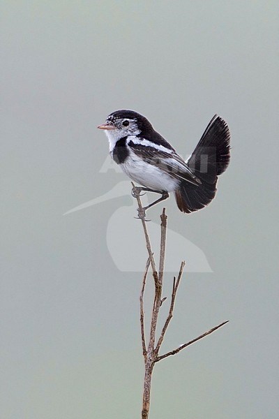 Hanenstaarttiran, Cock-tailed tyrant, Alectrurus tricolor stock-image by Agami/Dubi Shapiro,