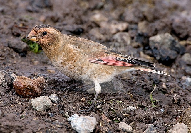 African Crimson-winged Finch (Rhodopechys alienus) in Oukaimeden, Morocco stock-image by Agami/Daniele Occhiato,