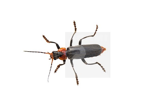 Cantharis fusca stock-image by Agami/Wil Leurs,