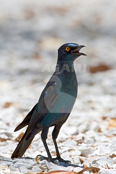 Groenstaart glansspreeuw, Greater Blue-eared Starling stock-image by Agami/Wil Leurs,