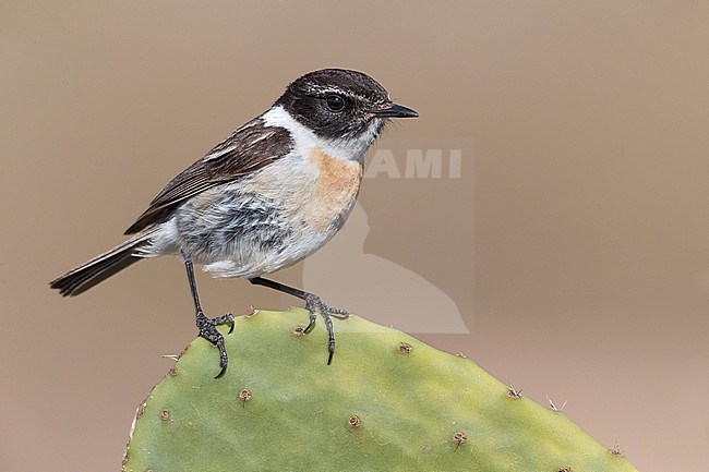Canary Islands Chat; Saxicola dacotiae stock-image by Agami/Daniele Occhiato,