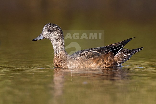 American Wigeon; Anas americana; Mareca americana stock-image by Agami/Daniele Occhiato,