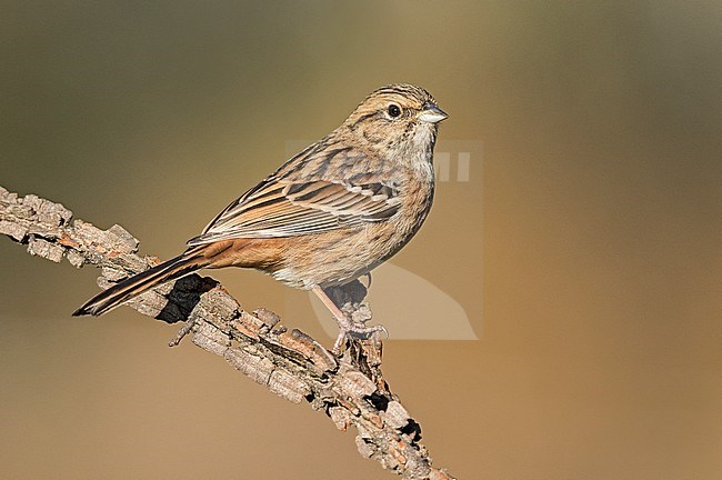 First-winter female Rock bunting in autumn colours stock-image by Agami/Alain Ghignone,