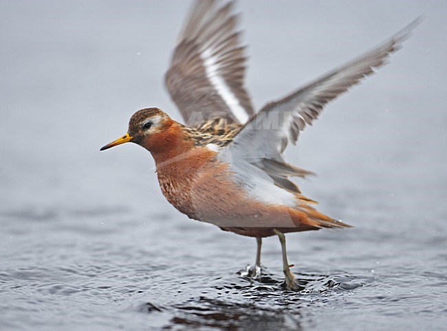 Mannetje Rosse Franjepoot; Male Red Phalarope stock-image by Agami/Markus Varesvuo,