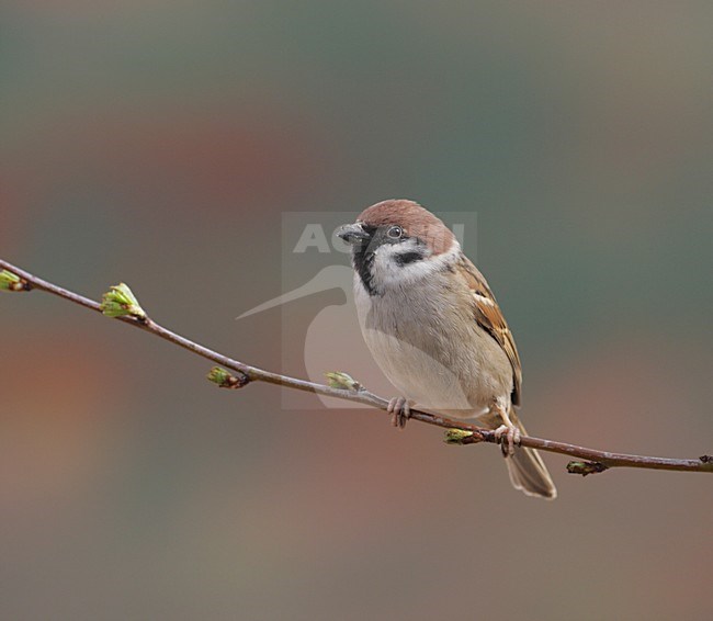 Ringmus op takje; Eurasian Tree Sparrow on branch stock-image by Agami/Reint Jakob Schut,