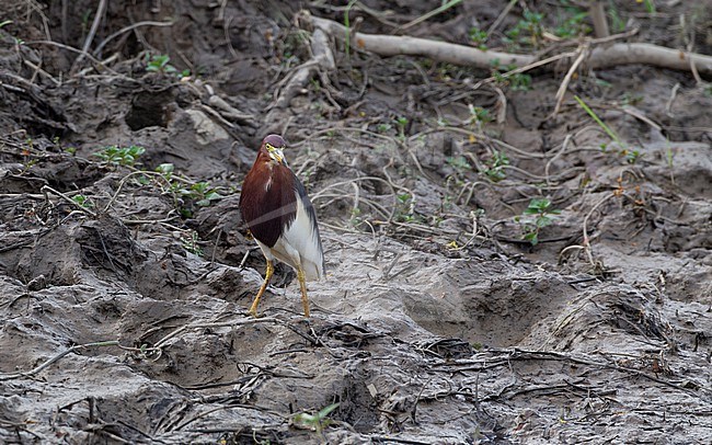 Chinese Pond Heron (Ardeola bacchus) adult standing on ground in Petchaburi, Thailand stock-image by Agami/Helge Sorensen,