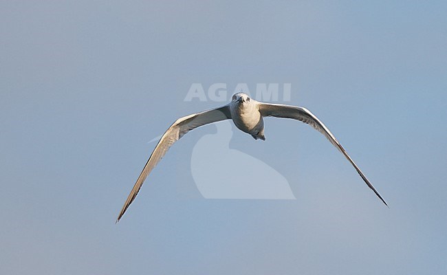 Cabot's Tern, Sterna acuflavidus, at Dry Tortugas, Florida, USA stock-image by Agami/Helge Sorensen,